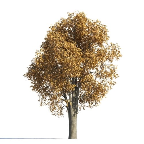 Tilia 28 AM258 Archmodels