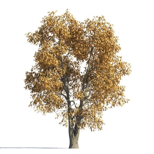 Tilia 29 AM258 Archmodels