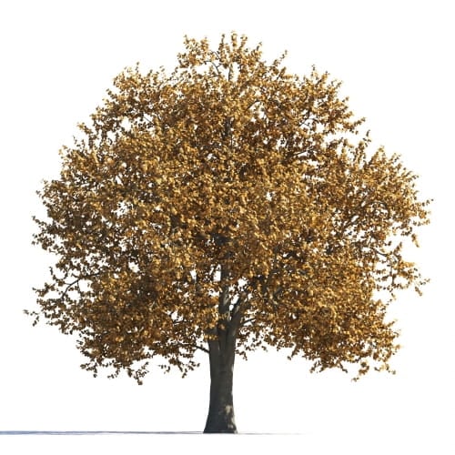 Tilia 30 AM258 Archmodels