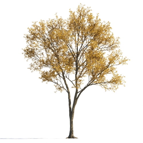 Maple 32 AM258 Archmodels
