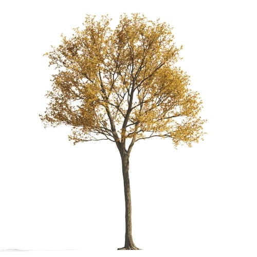 Maple 33 AM258 Archmodels