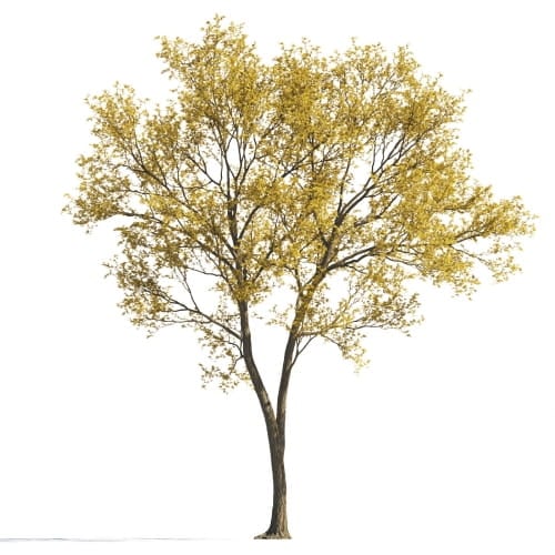 Maple 34 AM258 Archmodels