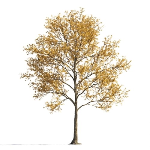 Maple 35 AM258 Archmodels