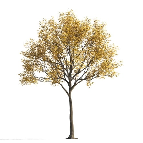 Maple 36 AM258 Archmodels