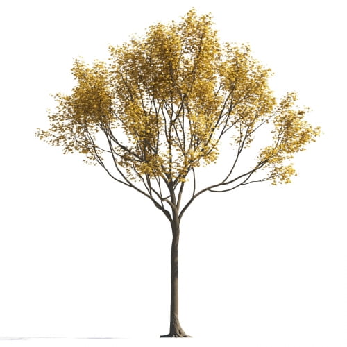 Maple 37 AM258 Archmodels