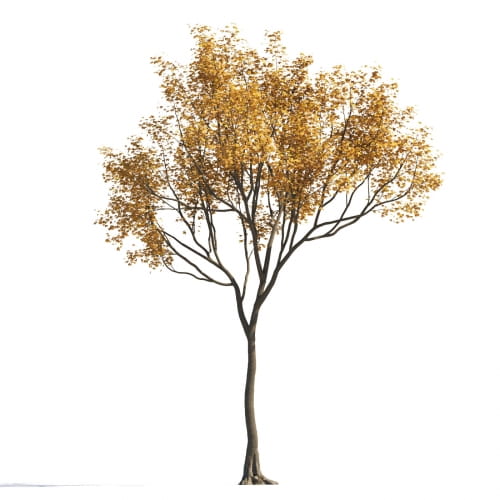 Maple 38 AM258 Archmodels
