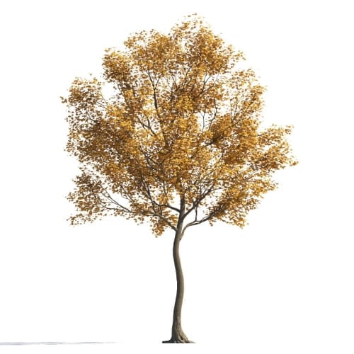 Maple 39 AM258 Archmodels