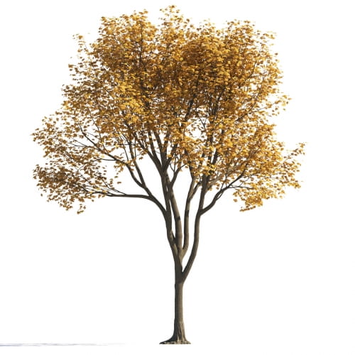 Maple 40 AM258 Archmodels