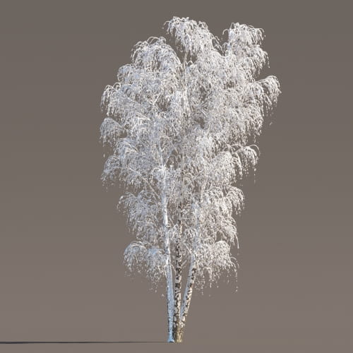 Birch 41 AM258 Archmodels