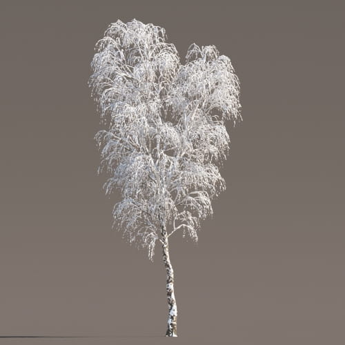 Birch 42 AM258 Archmodels