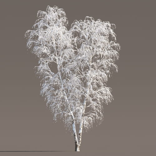 Birch 43 AM258 Archmodels