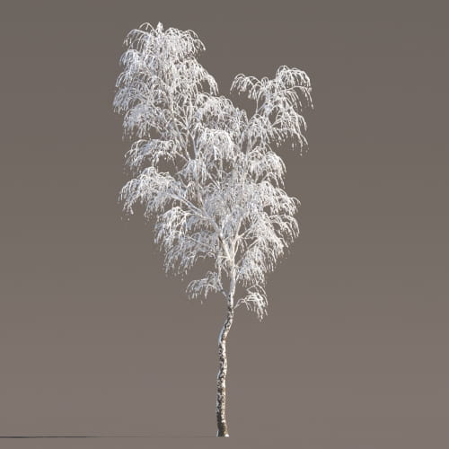 Birch 44 AM258 Archmodels
