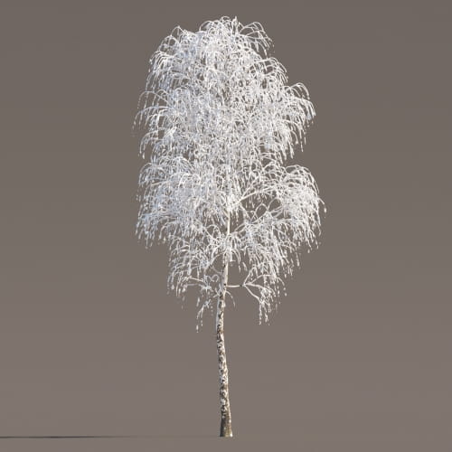 Birch 45 AM258 Archmodels