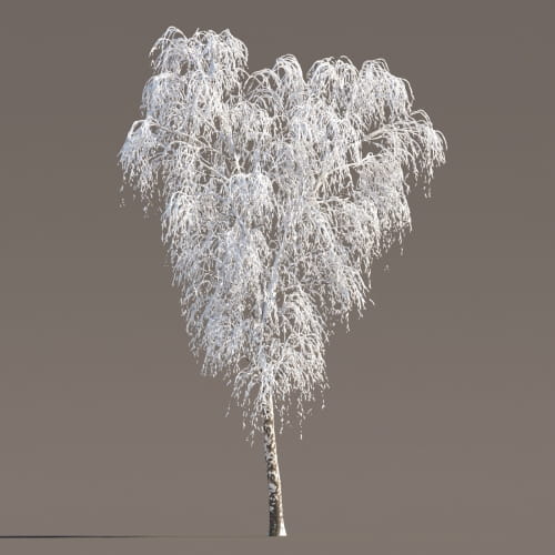 Birch 47 AM258 Archmodels