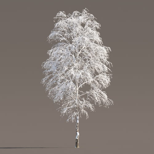 Birch 48 AM258 Archmodels