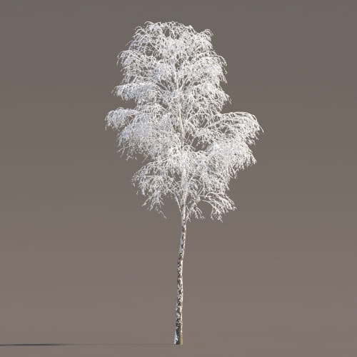 Birch 49 AM258 Archmodels