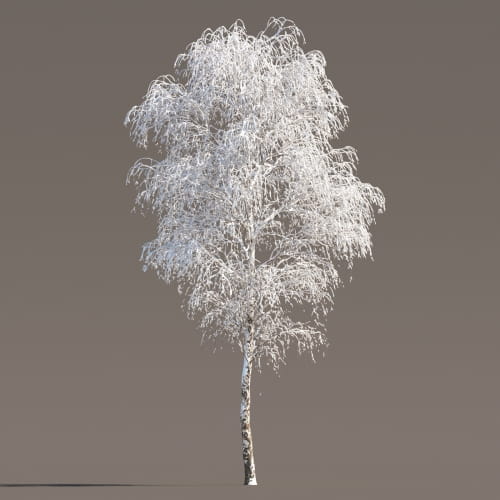 Birch 50 AM258 Archmodels