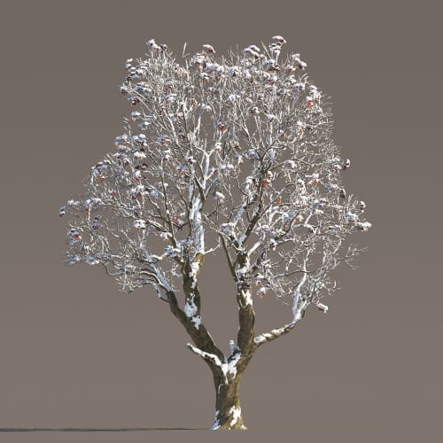 Chestnut 52 AM258 Archmodels