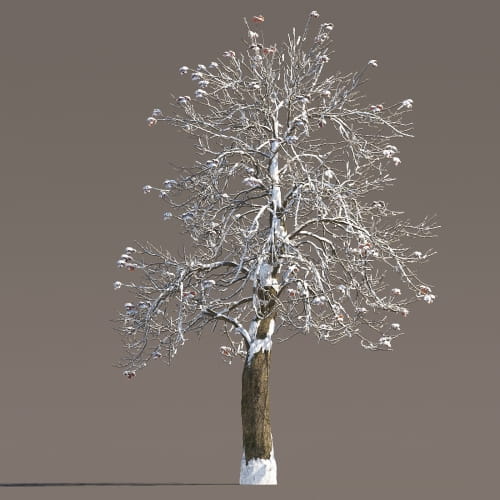 Chestnut 53 AM258 Archmodels