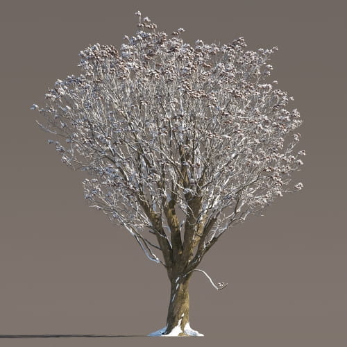 Chestnut 55 AM258 Archmodels