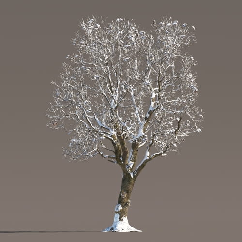 Chestnut 56 AM258 Archmodels