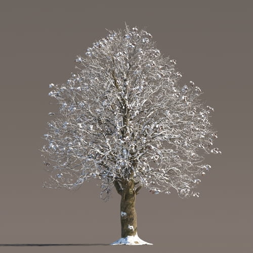 Chestnut 57 AM258 Archmodels