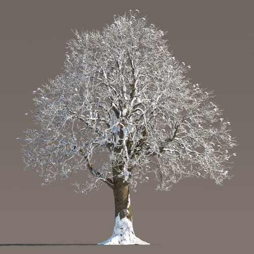 Chestnut 58 AM258 Archmodels