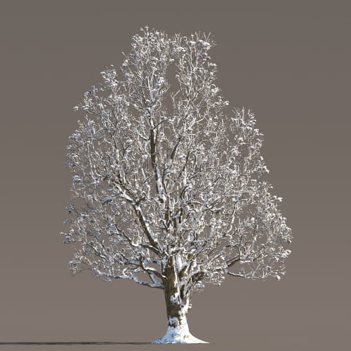 Chestnut 59 AM258 Archmodels