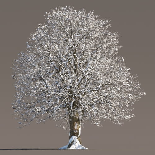 Chestnut 60 AM258 Archmodels