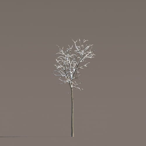 Tilia 61 AM258 Archmodels