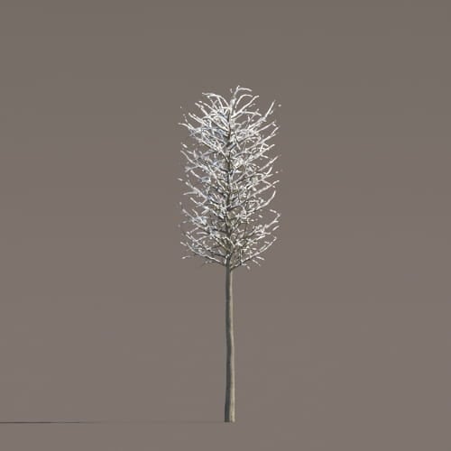 Tilia 62 AM258 Archmodels