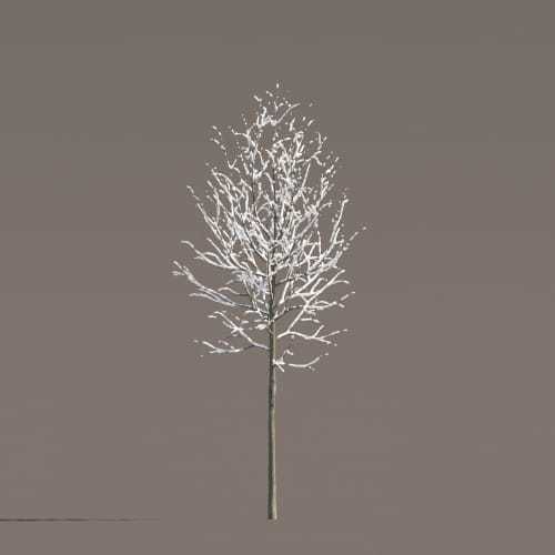 Tilia 63 AM258 Archmodels