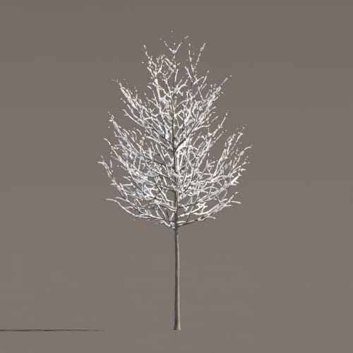 Tilia 64 AM258 Archmodels