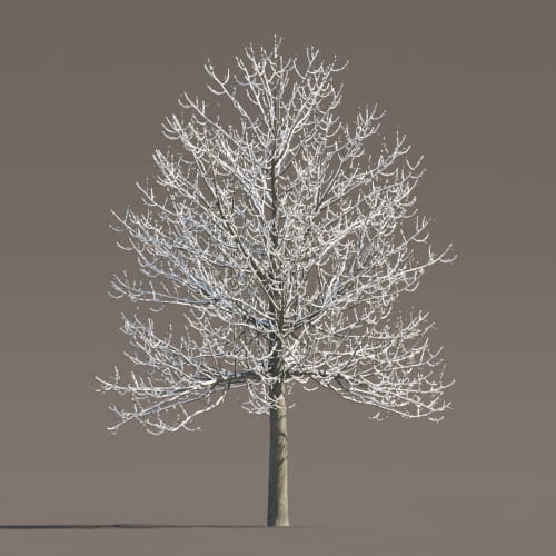 Tilia 65 AM258 Archmodels