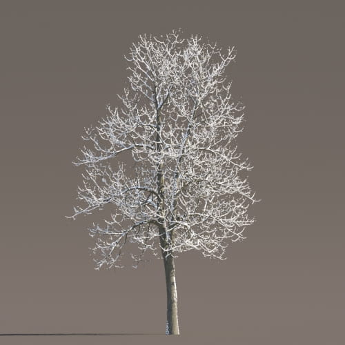 Tilia 66 AM258 Archmodels