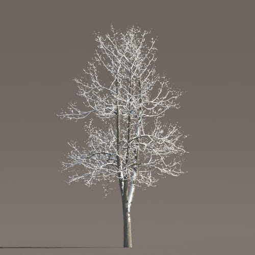 Tilia 67 AM258 Archmodels