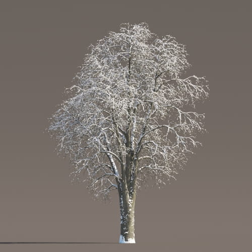 Tilia 68 AM258 Archmodels