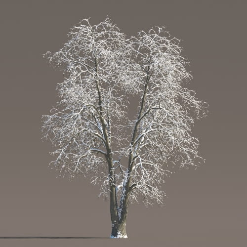 Tilia 69 AM258 Archmodels