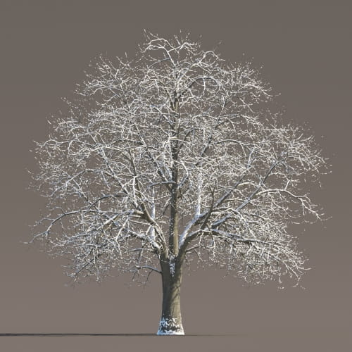 Tilia 70 AM258 Archmodels