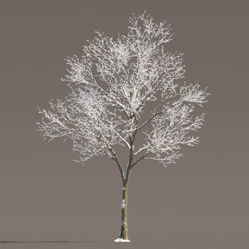 Maple 71 AM258 Archmodels