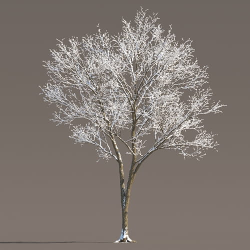 Maple 72 AM258 Archmodels
