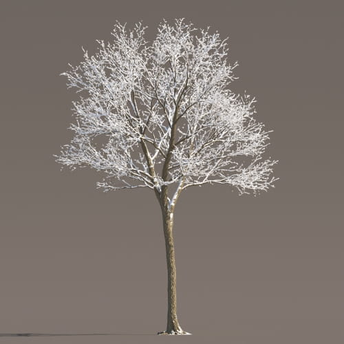 Maple 73 AM258 Archmodels