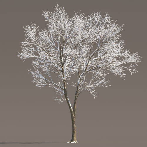 Maple 74 AM258 Archmodels