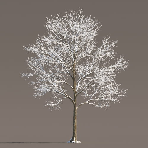 Maple 75 AM258 Archmodels