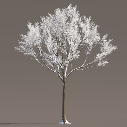 Maple 77 AM258 Archmodels