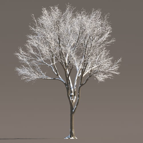 Maple 80 AM258 Archmodels
