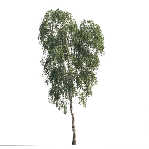 Birch 82 AM258 Archmodels