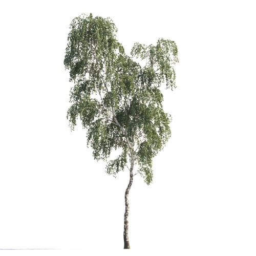 Birch 84 AM258 Archmodels