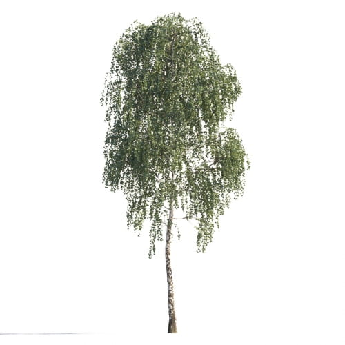 Birch 85 AM258 Archmodels