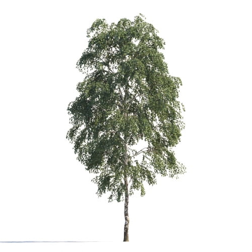 Birch 88 AM258 Archmodels